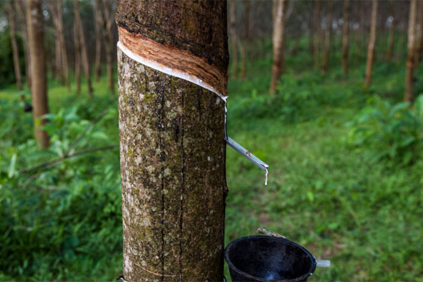 De structuur van rubber